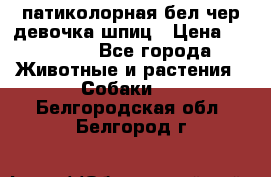 патиколорная бел/чер девочка шпиц › Цена ­ 15 000 - Все города Животные и растения » Собаки   . Белгородская обл.,Белгород г.